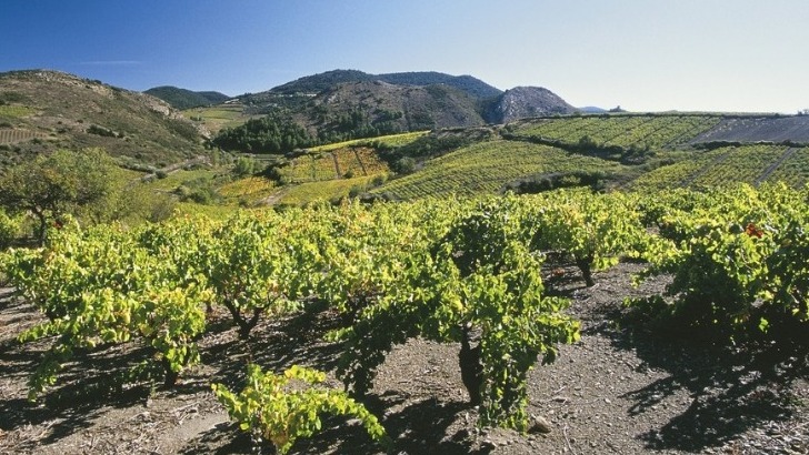 mont-tauch-propose-une-gamme-de-vins